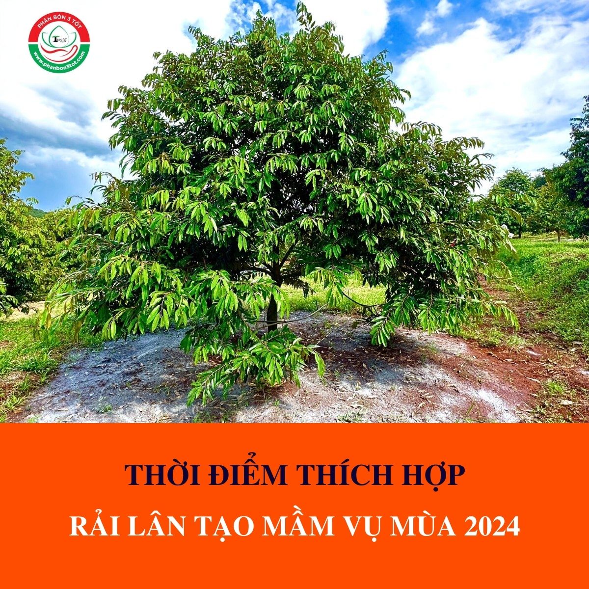 THỜI ĐIỂM THÍCH HỢP ĐỂ RẢI LÂN TẠO MẦM THỜI ĐIỂM THÍCH HỢP ĐỂ RẢI LÂN TẠO MẦM