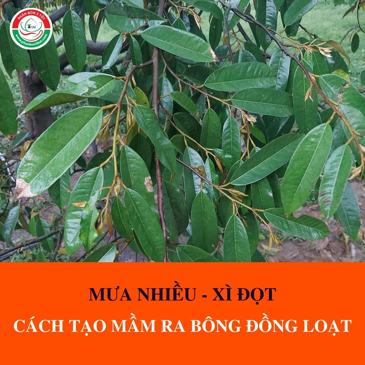 MƯA NHIỀU, XÌ ĐỌT: CÁCH PHUN TẠO MẦM GIÚP BÔNG RA ĐỒNG LOẠT MƯA NHIỀU, XÌ ĐỌT: CÁCH PHUN TẠO MẦM GIÚP BÔNG RA ĐỒNG LOẠT