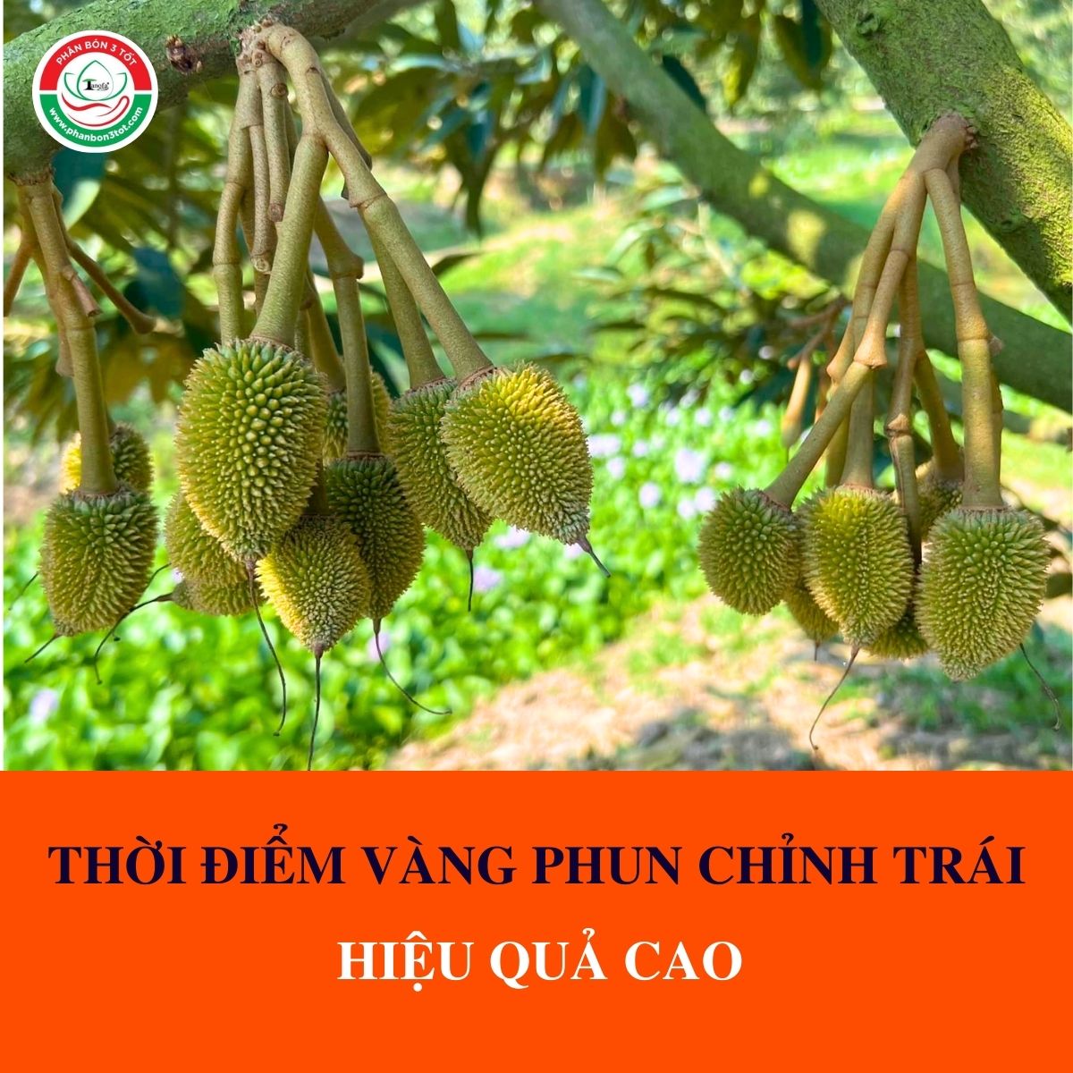 THỜI ĐIỂM VÀNG ĐỂ PHUN CHỈNH TRÁI SẦU RIÊNG HIỆU QUẢ CAO THỜI ĐIỂM VÀNG ĐỂ PHUN CHỈNH TRÁI SẦU RIÊNG HIỆU QUẢ CAO