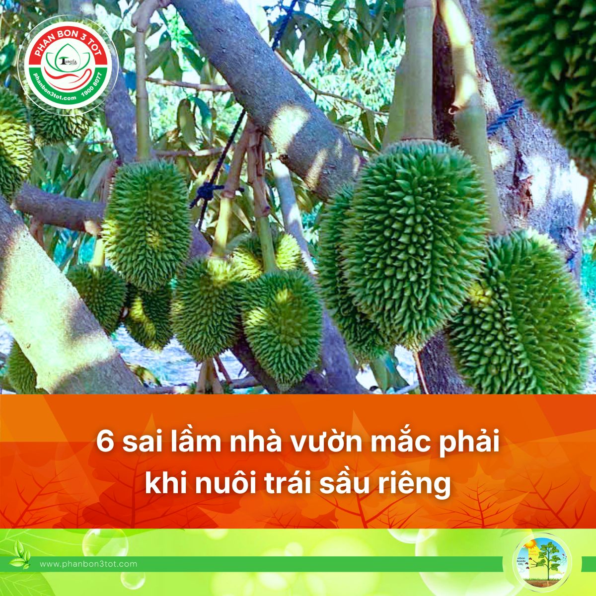 6 SAI LẦM NHÀ VƯỜN HAY MẮC PHẢI KHI NUÔI TRÁI SẦU RIÊNG 