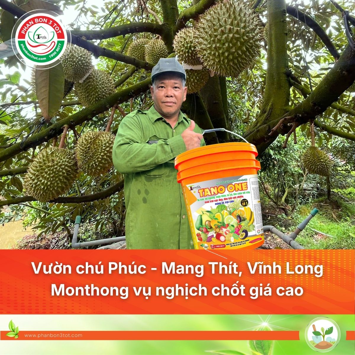 Vườn Chú Phúc - Cai Lậy, Tiền Giang: Sầu Riêng Monthong Vụ Nghịch Chốt 92.000 Đồng/kg Nhờ Đi Đúng Quy Trình&nbsp;