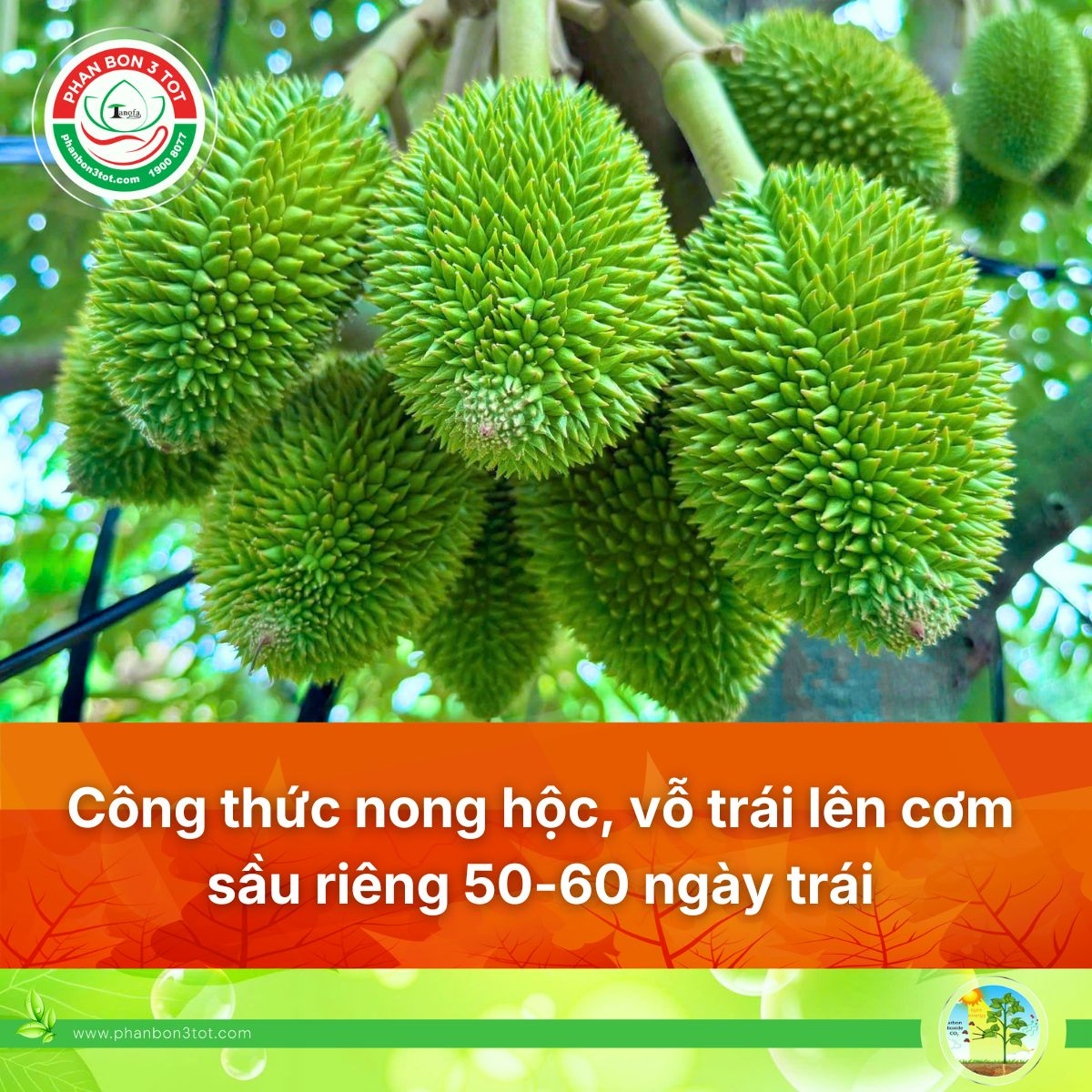 CÔNG THỨC NONG HỘC, VỖ TRÁI SẦU RIÊNG 50–60 NGÀY GIÚP TRÁI LỚN ĐỀU, LÊN CƠM ĐẸP 