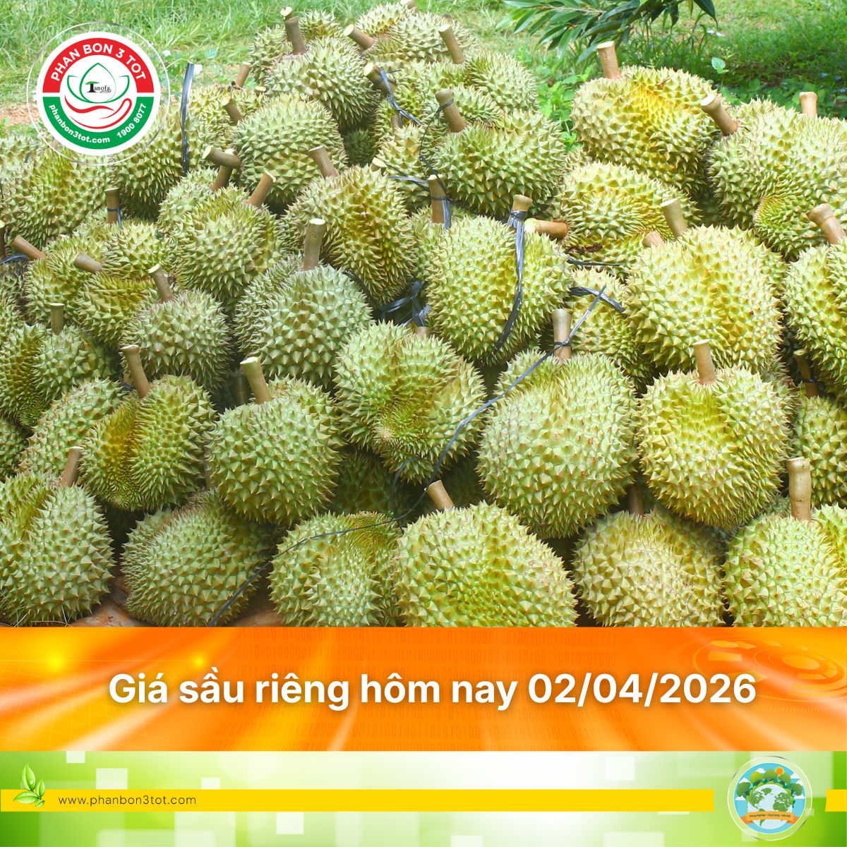 Giá sầu riêng hôm nay 02/04/2026