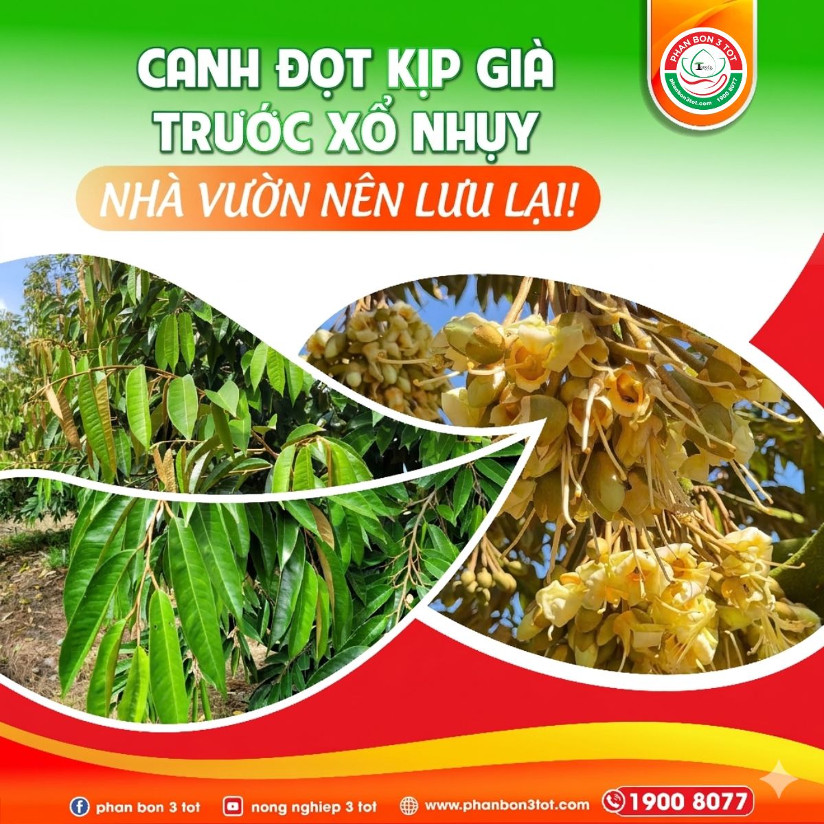 CANH ĐỌT KỊP GIÀ TRƯỚC XỔ NHỤY – NHÀ VƯỜN NHẤT ĐỊNH PHẢI LƯU LẠI!