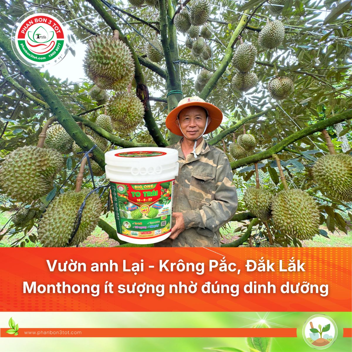 Vườn Anh Lại – Krông Pắc, Đắk Lắk: Hạn Chế Sượng Cơm Monthong Nhờ Đi Đúng Quy Trình Dinh Dưỡng Nuôi Trái