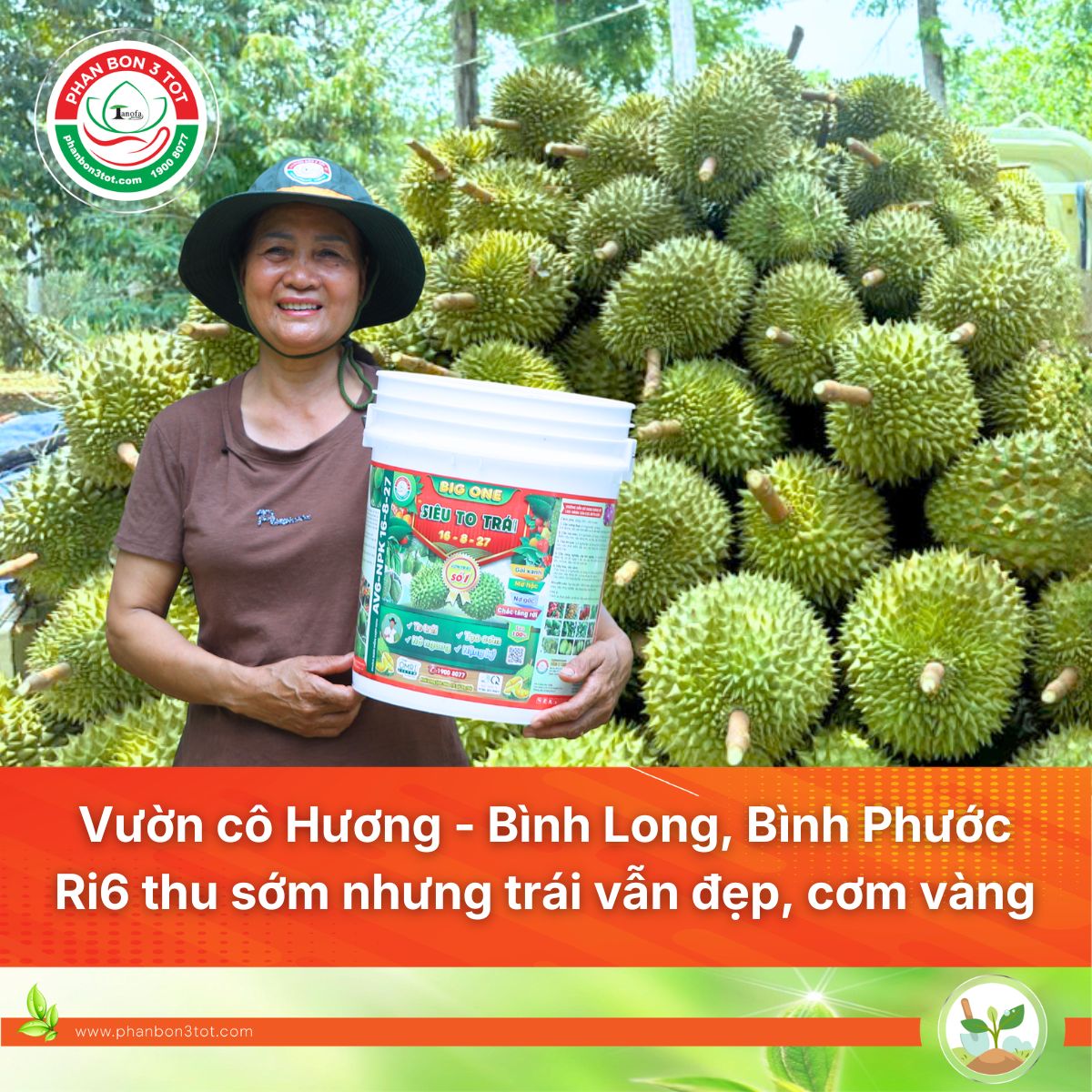 Vườn cô Hương – Bình Long, Bình Phước: Thu hoạch sớm sầu riêng Ri6 vụ 2026, cơm vàng đẹp nhờ quy trình 3 TỐT 