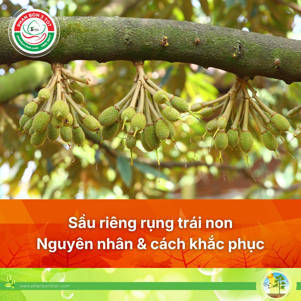 SẦU RIÊNG RỤNG TRÁI NON GIAI ĐOẠN 15-20 NGÀY: NGUYÊN NHÂN & CÁCH KHẮC PHỤC HIỆU QUẢ