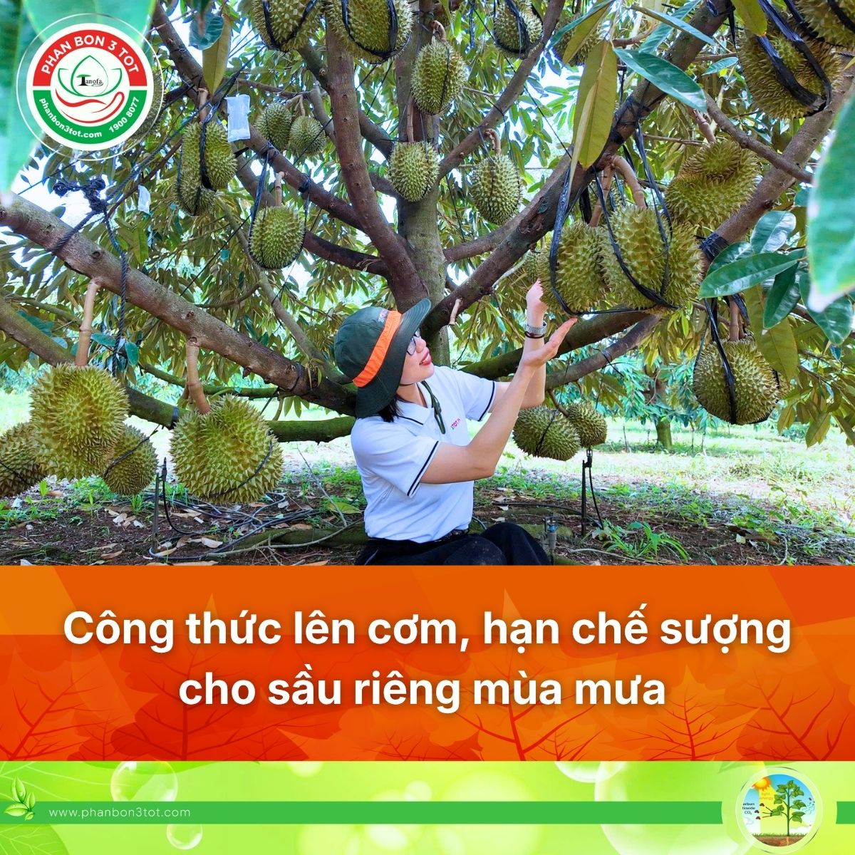 CÔNG THỨC LÊN CƠM, HẠN CHẾ SƯỢNG CƠM SẦU RIÊNG MÙA MƯA HIỆU QUẢ&nbsp;