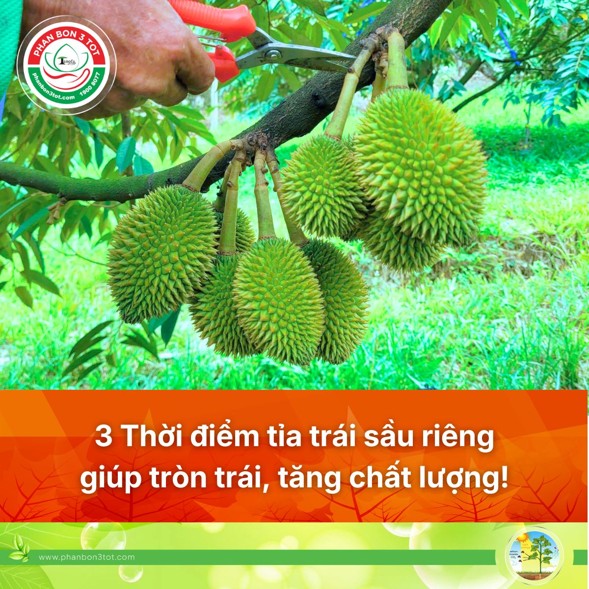 3 THỜI ĐIỂM TỈA TRÁI SẦU RIÊNG GIÚP TRÒN TRÁI, TĂNG CHẤT LƯỢNG!