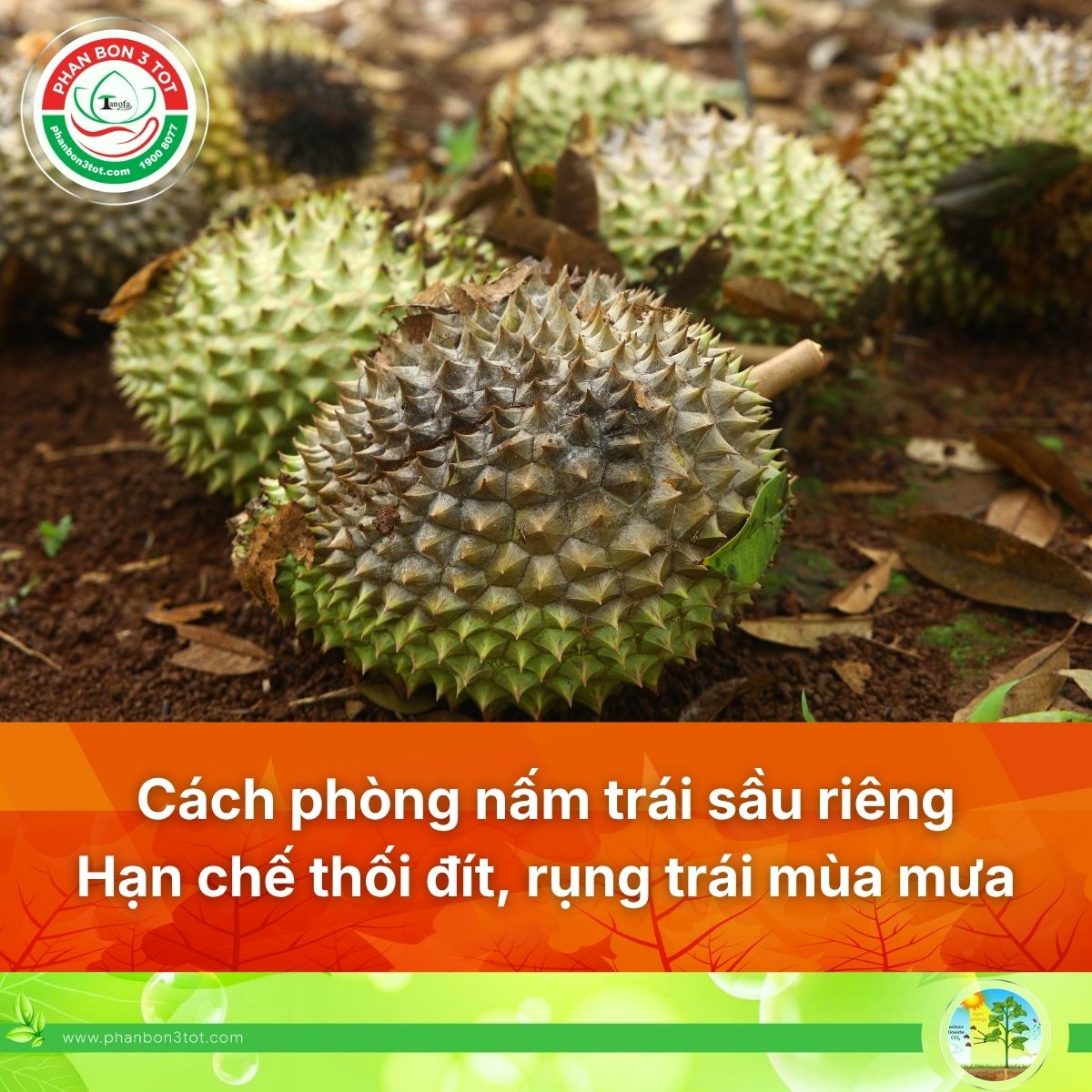 CÁCH PHÒNG NẤM TRÁI SẦU RIÊNG MÙA MƯA: HẠN CHẾ THỐI ĐÍT TRÁI, RỤNG TRÁI HIỆU QUẢ