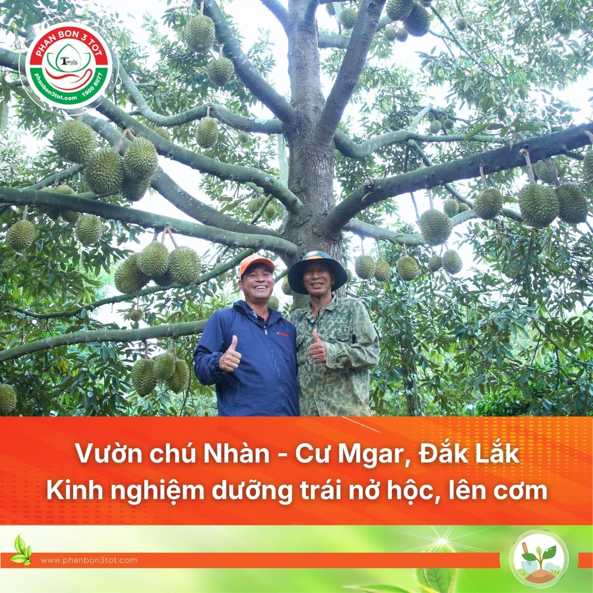 Vườn chú Nhàn (Đắk Lắk): Kinh nghiệm dưỡng trái sầu riêng Monthong nở hộc, lên cơm
