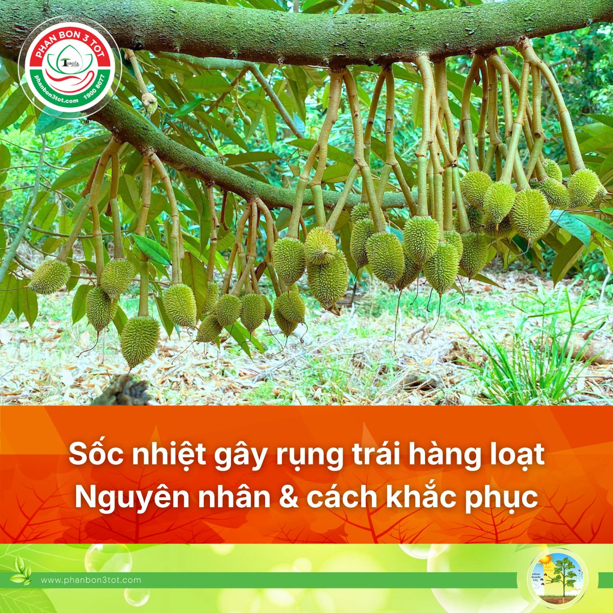 SỐC NHIỆT GÂY RỤNG TRÁI NON HÀNG LOẠT: NGUYÊN NHÂN & CÁCH KHẮC PHỤC!