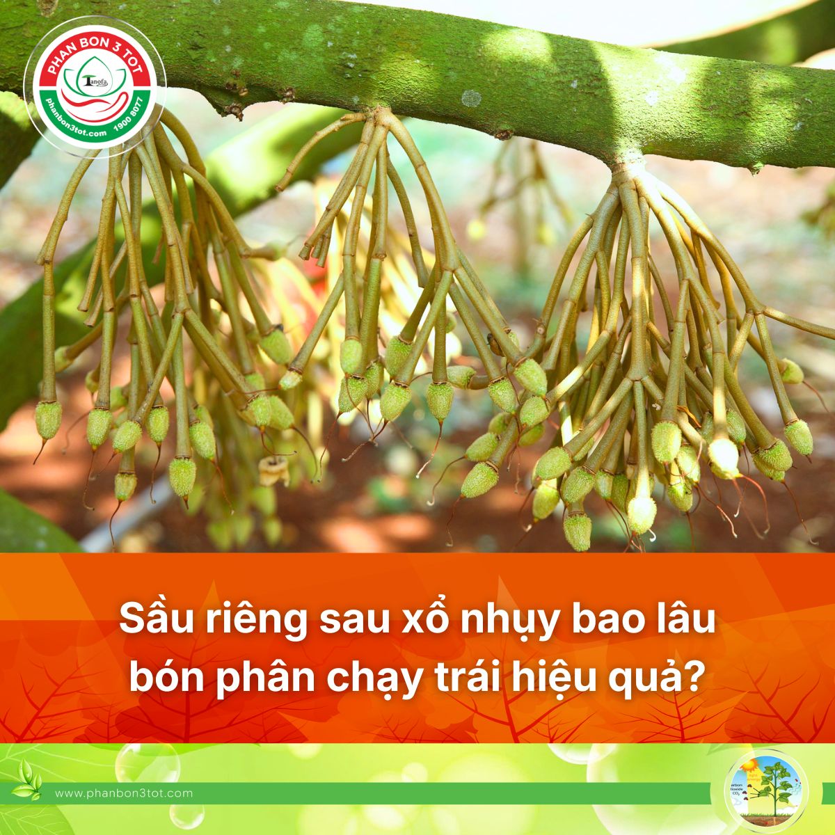 SẦU RIÊNG SAU XỔ NHỤY BAO NHIÊU NGÀY BÓN PHÂN ĐỂ CHẠY TRÁI HIỆU QUẢ? 