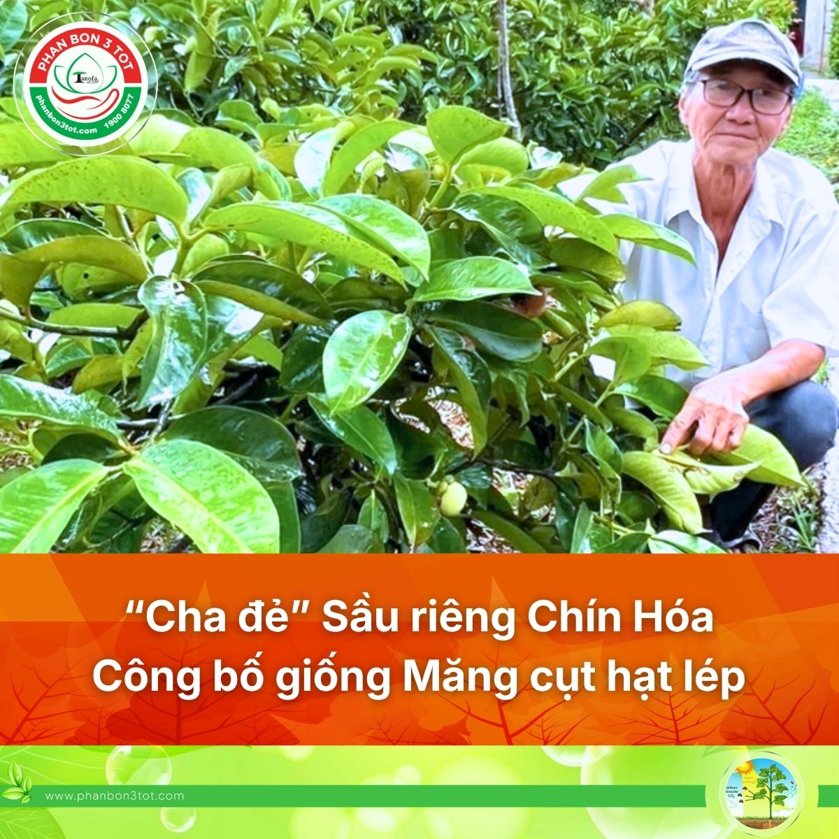 “Cha đẻ” Sầu riêng Chín Hóa công bố Măng cụt hạt lép Chín Hóa cho trái sớm&nbsp;