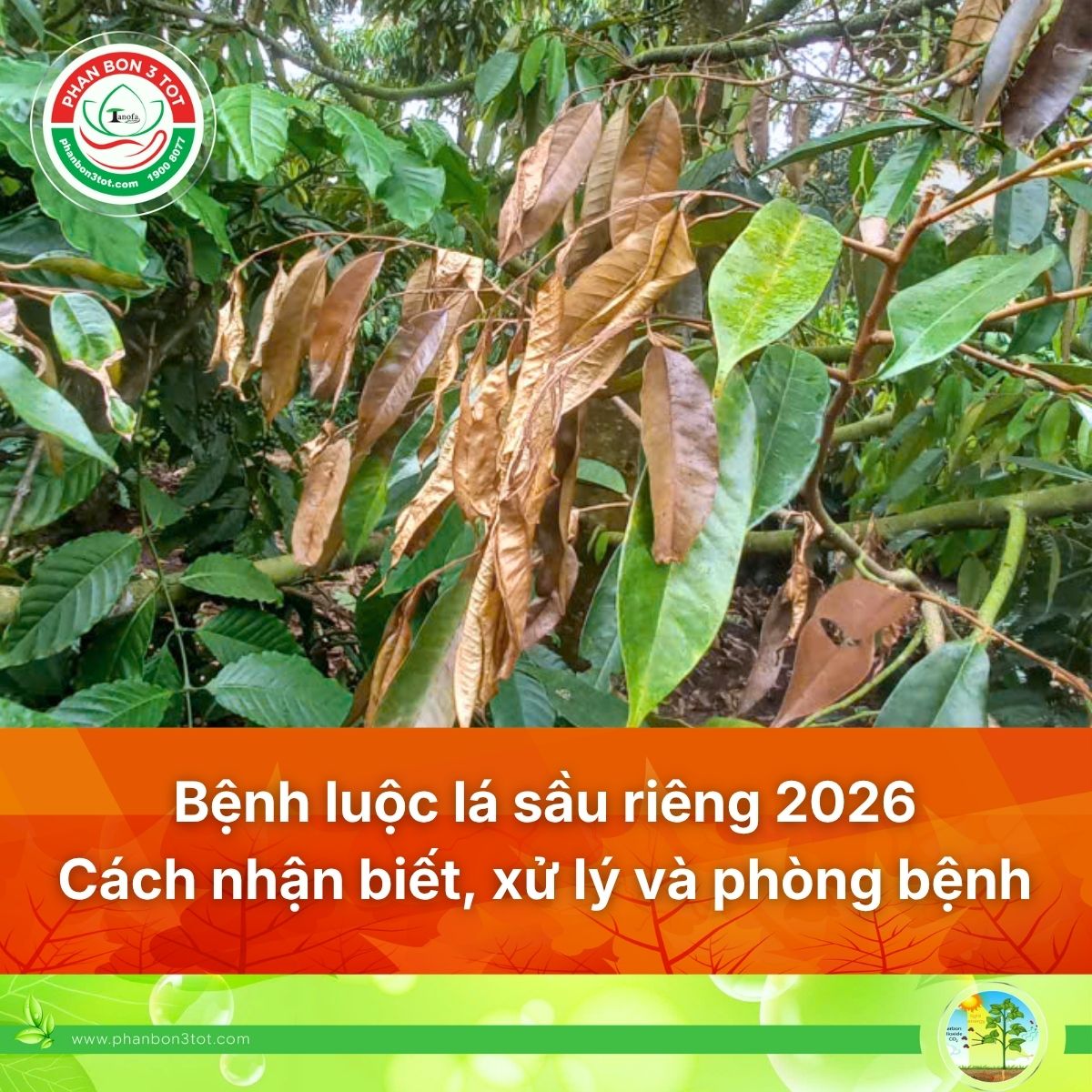 BỆNH LUỘC LÁ SẦU RIÊNG: CÁCH NHẬN BIẾT, XỬ LÝ VÀ PHÒNG BỆNH 2026