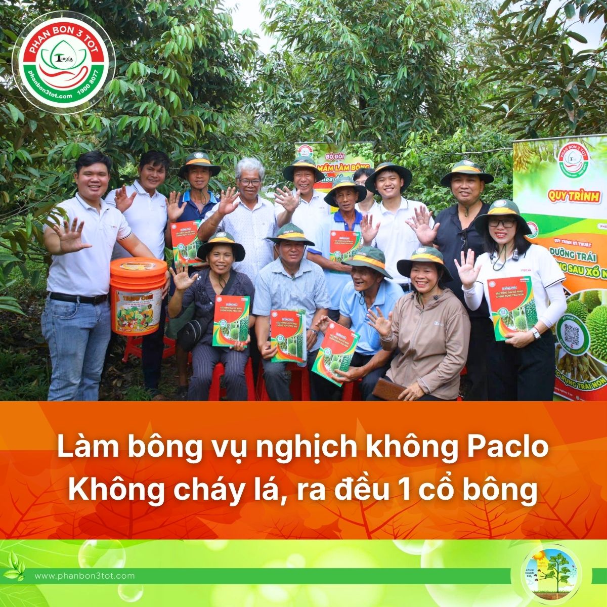 NHÀ VƯỜN TIỀN GIANG LÀM BÔNG VỤ NGHỊCH KHÔNG PACLO: KHÔNG CHÁY LÁ, BÔNG RA ĐỒNG LOẠT 1 CỔ