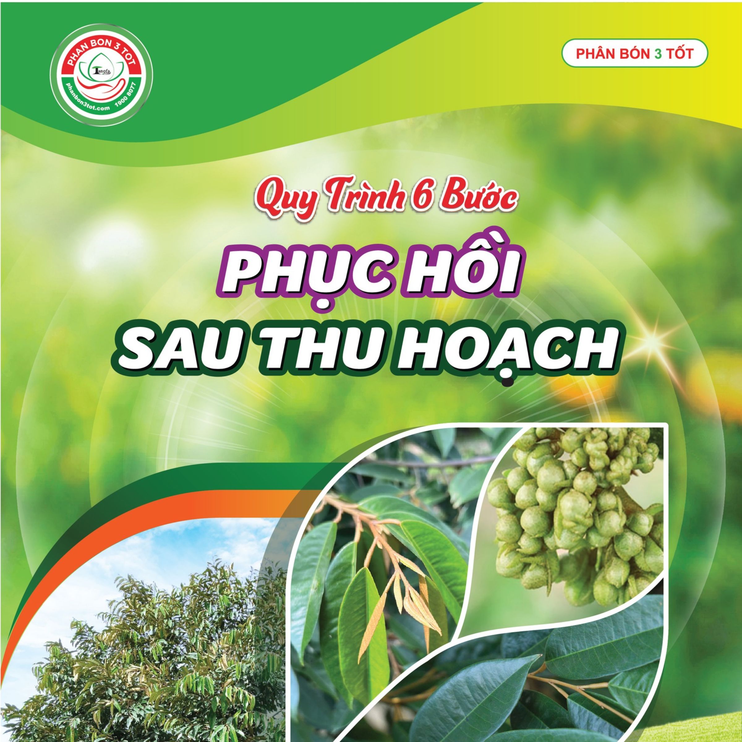 Cách Nhận Quy Trình Phục Hồi Sau Thu Hoạch