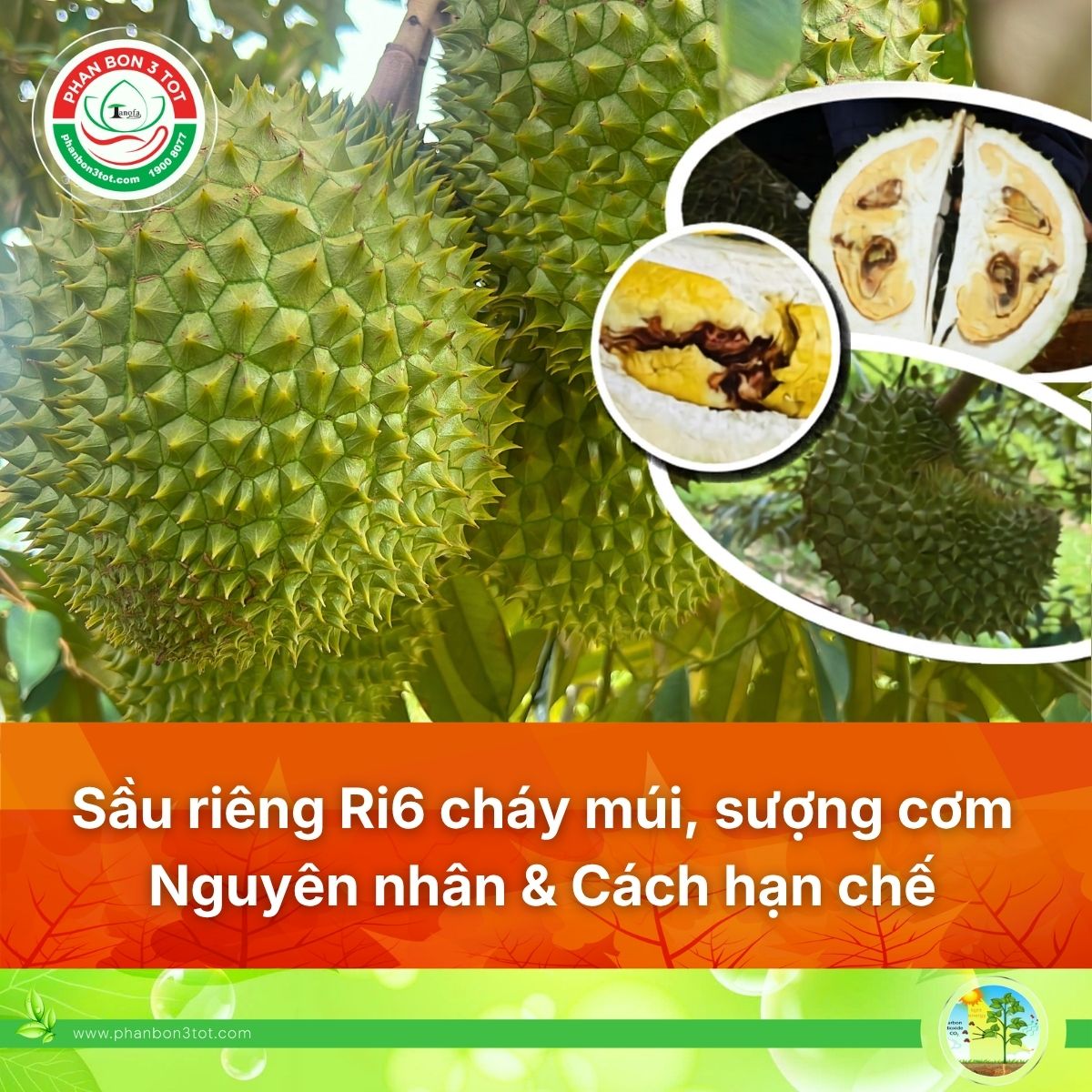 Sầu Riêng Ri6 Năm Nay Dễ Cháy Múi, Sượng Cơm, Lên Màu Nhạt: Nhà Vườn Cần Lưu Ý Gì?  