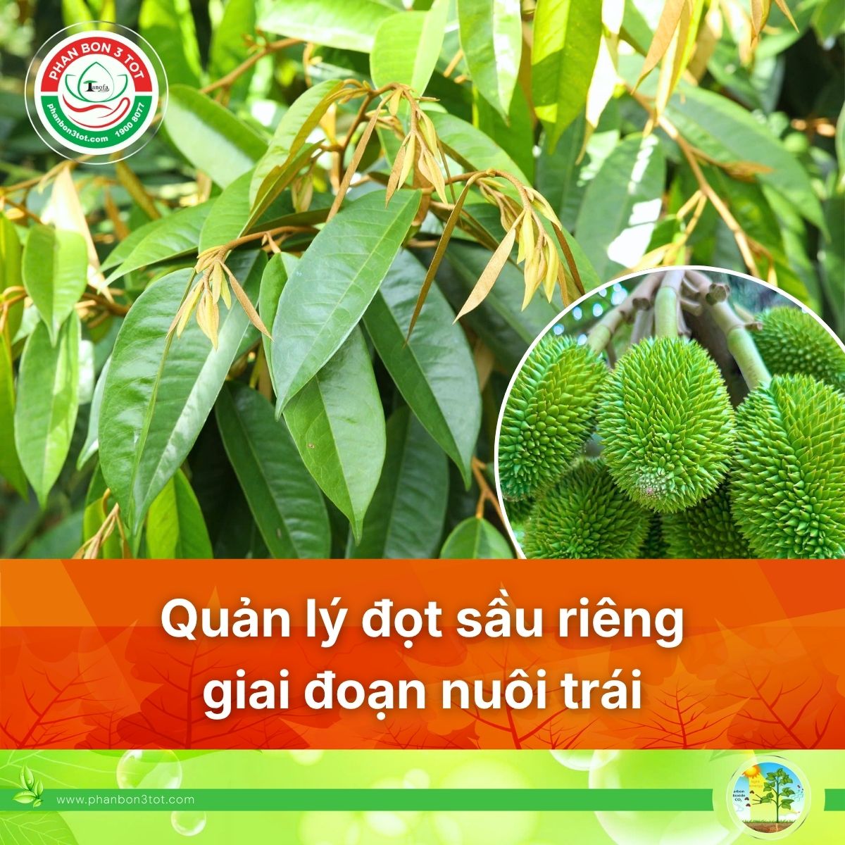 QUẢN LÝ ĐỌT SẦU RIÊNG GIAI ĐOẠN NUÔI TRÁI: KỸ THUẬT GIỮ TRÁI, HẠN CHẾ RỤNG TRÁI NON  
