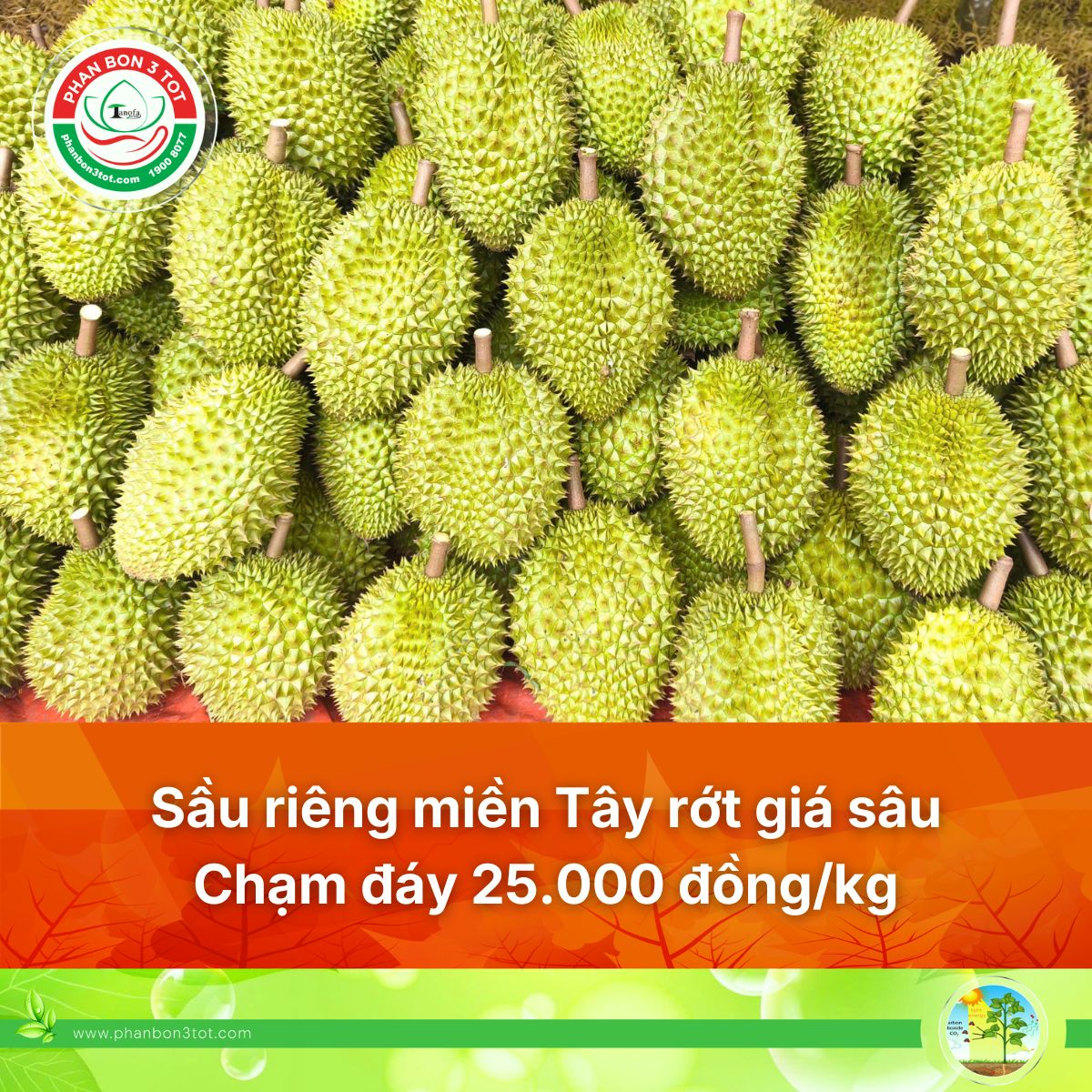 Sầu riêng miền Tây rớt giá sâu 2026: Chạm đáy 25.000đ/kg, nguyên nhân và giải pháp giữ giá 