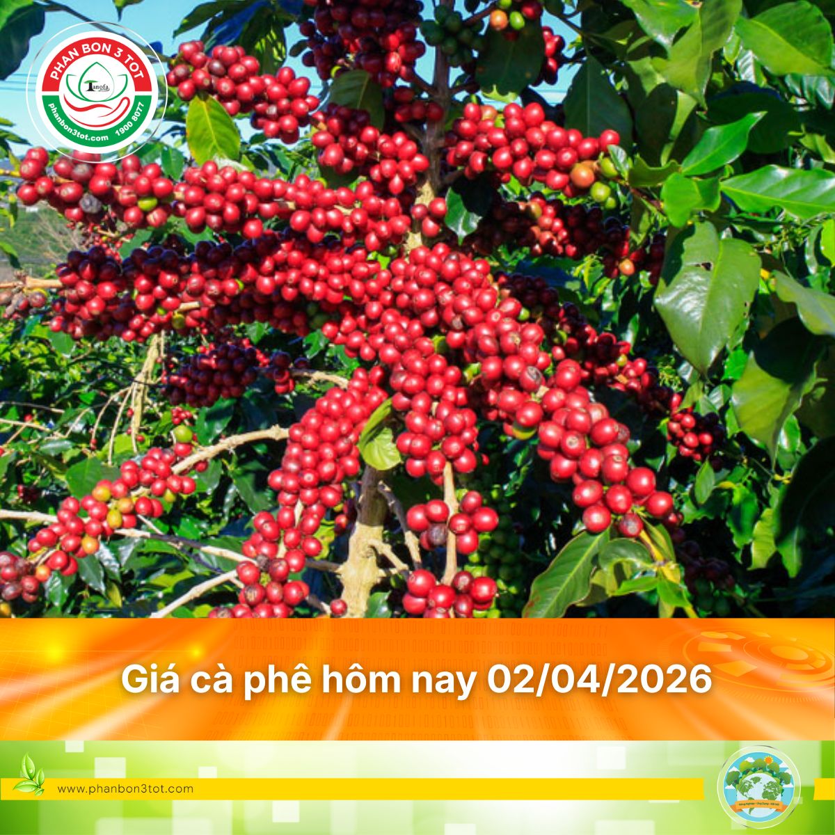 Giá cà phê hôm nay 02/04/2026
