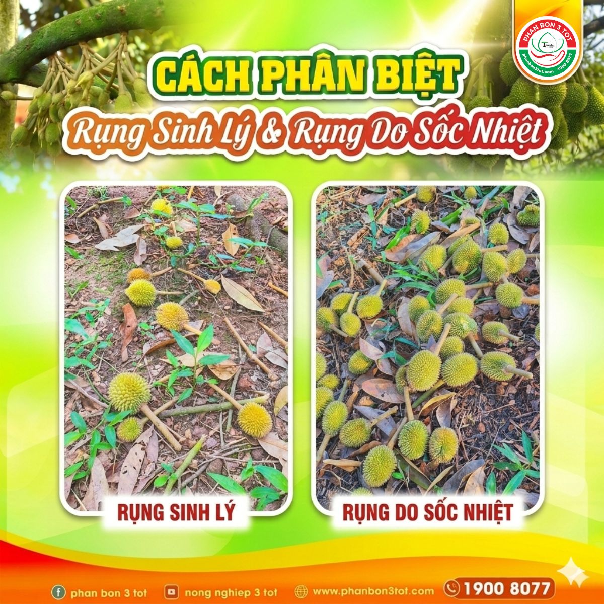 Phân Biệt Rụng Trái Non Sầu Riêng: Rụng Sinh Lý Hay Do Sốc Nhiệt?