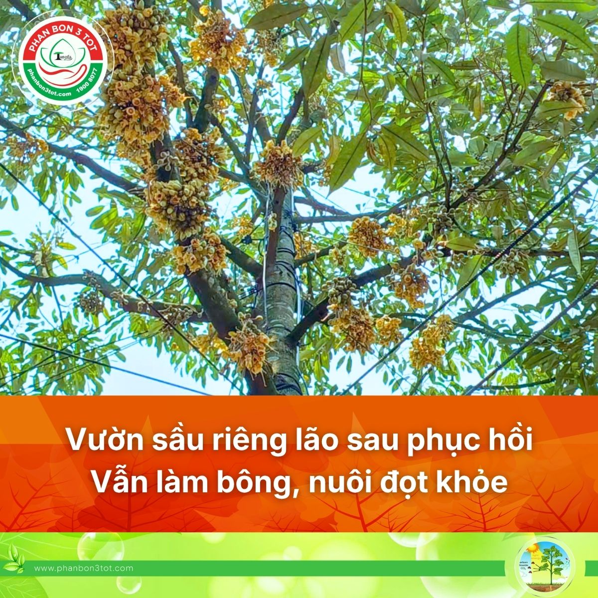 VƯỜN SẦU RIÊNG LÃO SAU PHỤC HỒI: VẪN LÀM BÔNG, NUÔI ĐỌT KHỎE