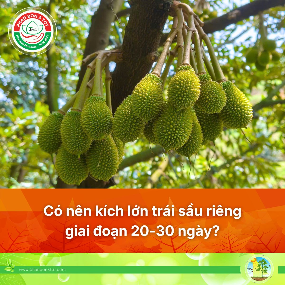 CÓ NÊN KÍCH LỚN TRÁI SẦU RIÊNG GIAI ĐOẠN 20-30 NGÀY?
