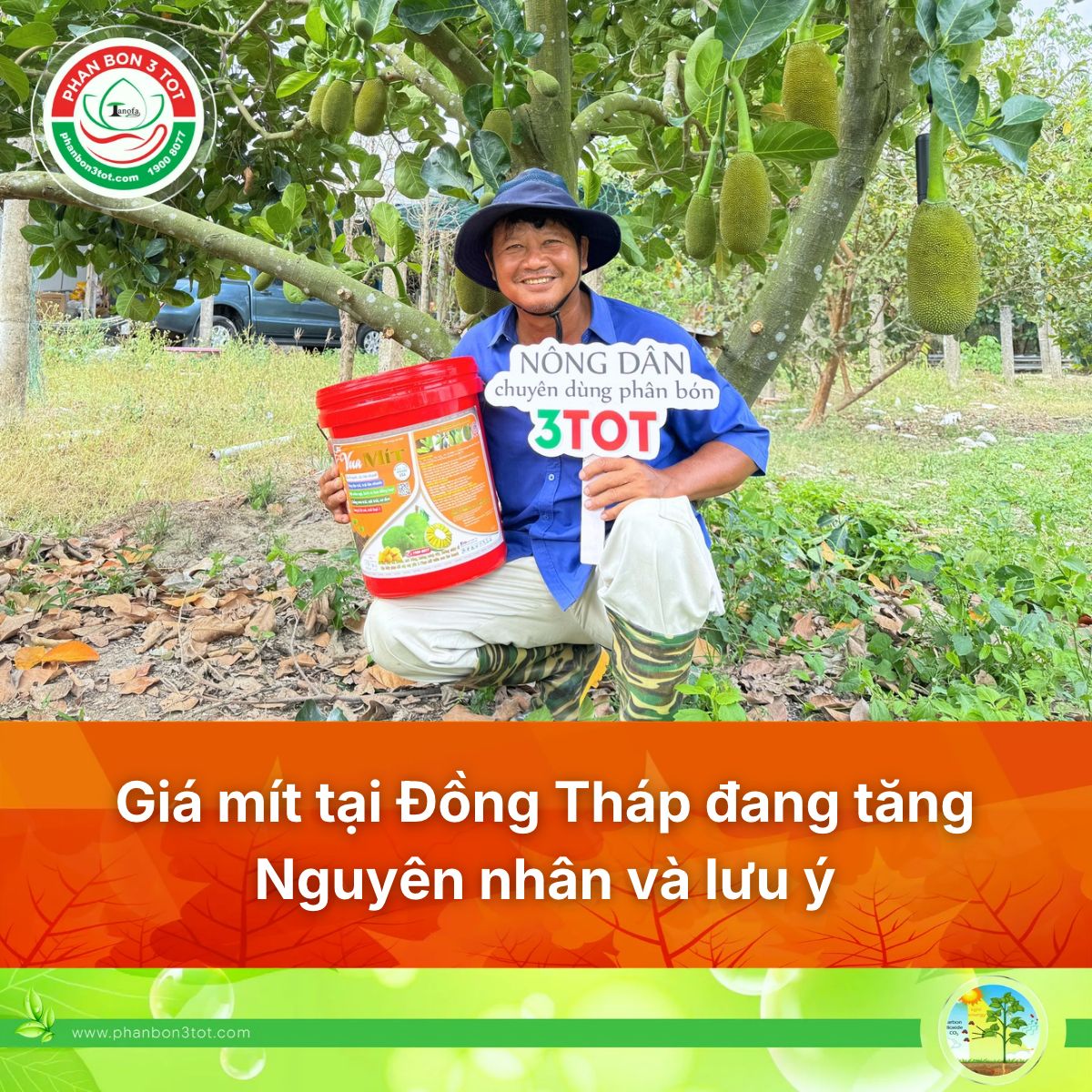Giá mít tại Đồng Tháp đang tăng: Nguyên nhân và lưu ý cho nhà vườn