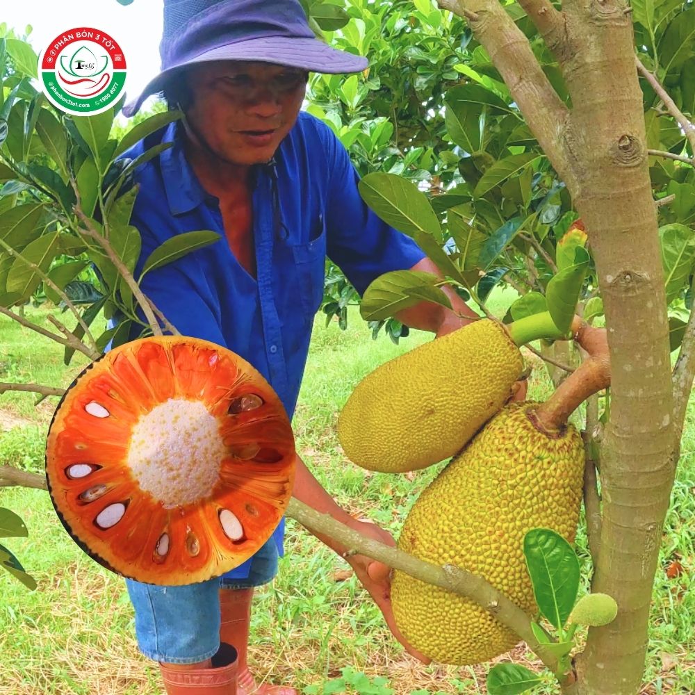 CÁC GIỐNG MÍT RUỘT ĐỎ HIỆN NAY, CÁCH PHÂN BIỆT CÁC LOẠI MÍT RUỘT ĐỎ TRÊN THỊ TRƯỜNG CÁC GIỐNG MÍT RUỘT ĐỎ HIỆN NAY, CÁCH PHÂN BIỆT CÁC LOẠI MÍT RUỘT ĐỎ TRÊN THỊ TRƯỜNG