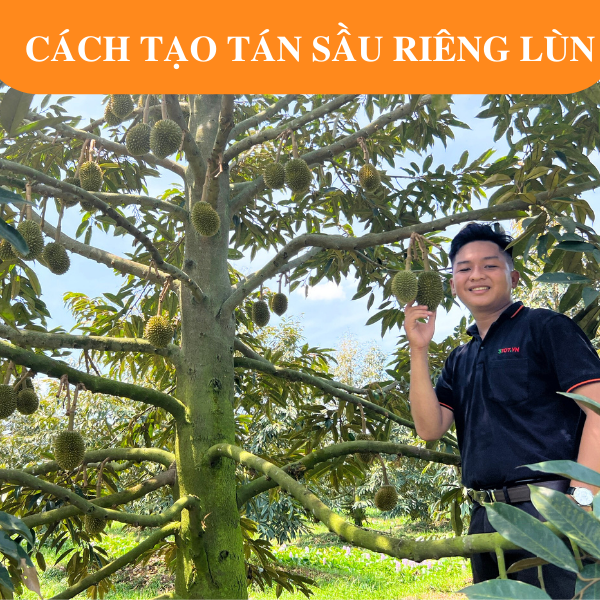 Cách Tạo Tán Sầu Riêng Lùn Như Thế Nào?