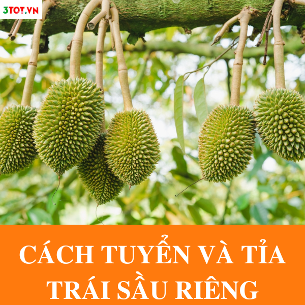 Cách Chọn Và Tỉa Trái Sầu Riêng Đợt 1 Như Thế Nào?