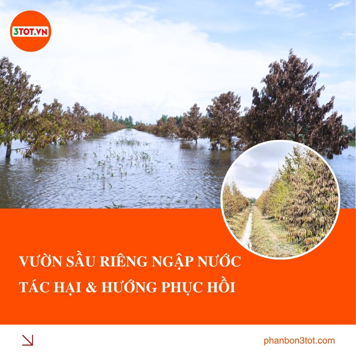 VƯỜN SẦU RIÊNG NGẬP NƯỚC TRONG TRẬN LỤT LỊCH SỬ: TÁC HẠI & HƯỚNG PHỤC HỒI