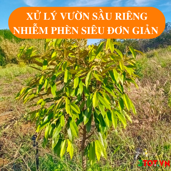 Trồng Sầu Riêng Khi Đất Bị Nhiễm Phèn Và Cách Xử Lý Hiệu Quả Trồng Sầu Riêng Khi Đất Bị Nhiễm Phèn Và Cách Xử Lý Hiệu Quả