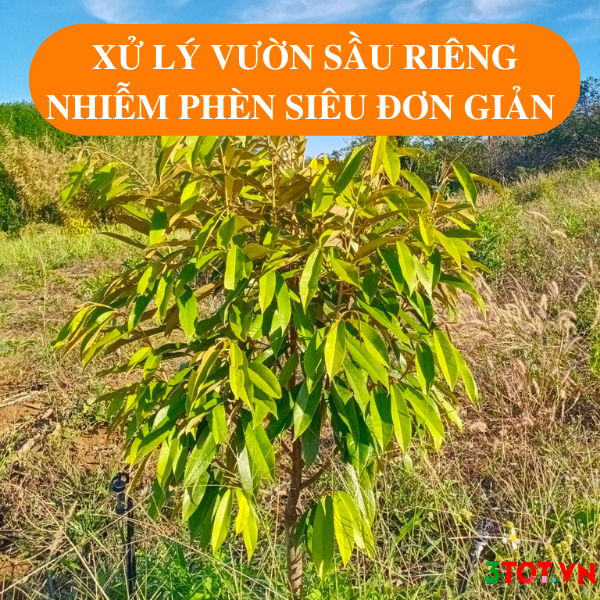 Trồng Sầu Riêng Khi Đất Bị Nhiễm Phèn Và Cách Xử Lý Hiệu Quả