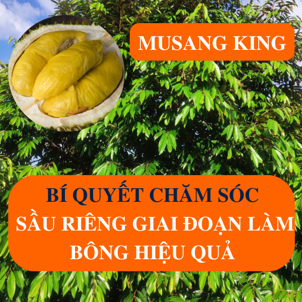 Nguồn Gốc Musang King Loại Sầu Riêng Ngon Nhất Thế Giới Và Cách Chăm Sóc Của Anh Long Ở Krong Ana Đak Lak