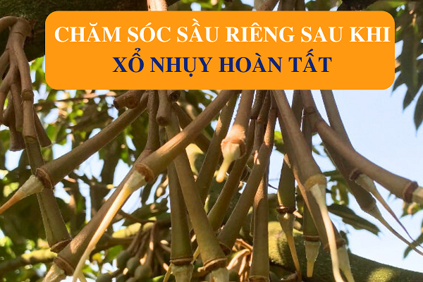 Chăm Sóc Sầu Riêng Sau Khi Xổ Nhuỵ Hoàn Tất Chăm Sóc Sầu Riêng Sau Khi Xổ Nhuỵ Hoàn Tất