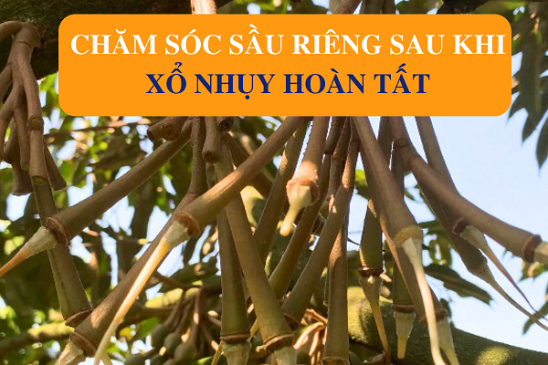 Chăm Sóc Sầu Riêng Sau Khi Xổ Nhuỵ Hoàn Tất