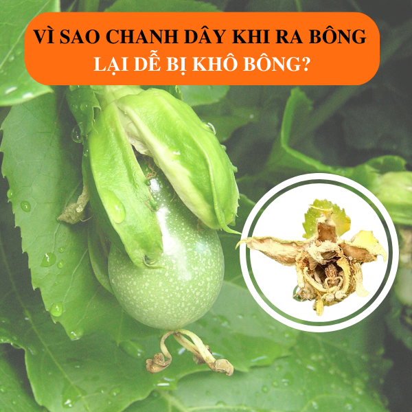 Vì Sao Chanh Dây Khi Ra Bông Lại Dễ Bị Khô Bông? Vì Sao Chanh Dây Khi Ra Bông Lại Dễ Bị Khô Bông?
