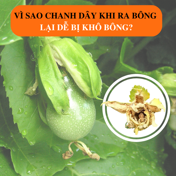 Vì Sao Chanh Dây Khi Ra Bông Lại Dễ Bị Khô Bông?