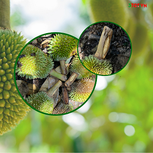 Xử Lý Hiện Tượng Nứt Cuống Trái Vì Thiếu CanxiBo Như Thế Nào? Xử Lý Hiện Tượng Nứt Cuống Trái Vì Thiếu CanxiBo Như Thế Nào?