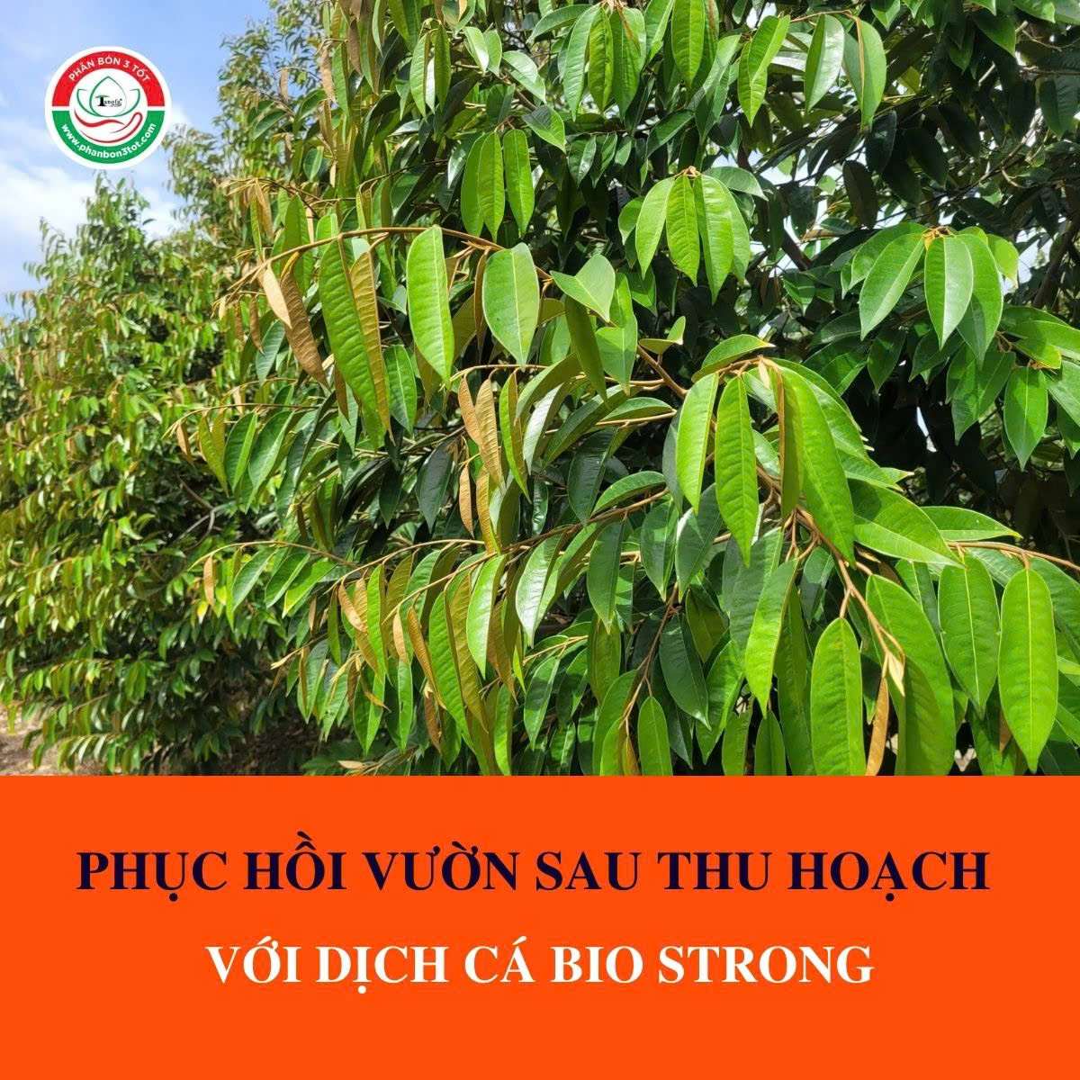 PHỤC HỒI VƯỜN CÂY SAU THU HOẠCH VỚI DỊCH CÁ BIO STRONG PHỤC HỒI VƯỜN CÂY SAU THU HOẠCH VỚI DỊCH CÁ BIO STRONG