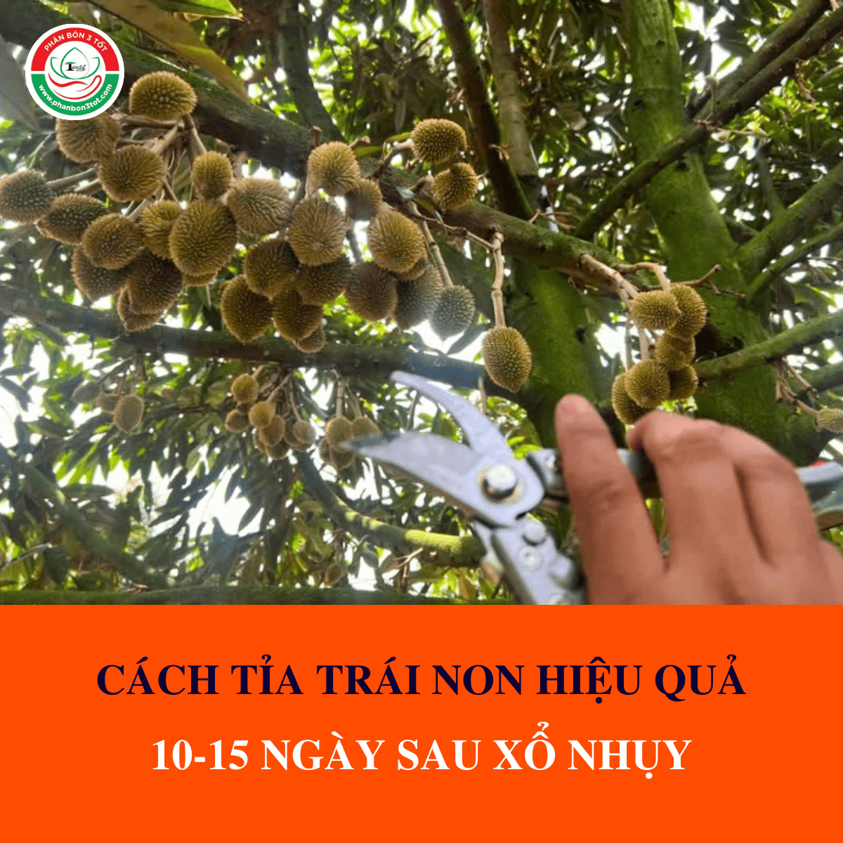 CÁCH TỈA TRÁI NON 10-15 NGÀY SAU XỔ NHỤY HIỆU QUẢ CÁCH TỈA TRÁI NON 10-15 NGÀY SAU XỔ NHỤY HIỆU QUẢ