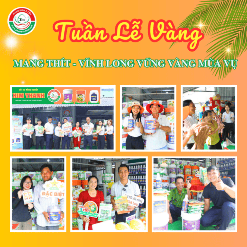 TUẦN LỄ VÀNG - MANG THÍT, VĨNH LONG BÙNG NỔ MÙA VÀNG - VỮNG VÀNG MÙA VỤ! TUẦN LỄ VÀNG - MANG THÍT, VĨNH LONG BÙNG NỔ MÙA VÀNG - VỮNG VÀNG MÙA VỤ!