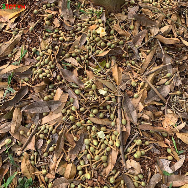 Sốc Nước Rụng Bông Sầu Riêng Hàng Loạt Cần Làm Gì? Sốc Nước Rụng Bông Sầu Riêng Hàng Loạt Cần Làm Gì?