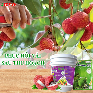Phục Hồi Vải Sau Thu Hoạch Cần Lưu Ý Gì? Phục Hồi Vải Sau Thu Hoạch Cần Lưu Ý Gì?