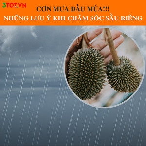 Phòng Trừ Nấm Bệnh Trong Đầu Mùa Mưa Quan Trọng Như Thế Nào? Phòng Trừ Nấm Bệnh Trong Đầu Mùa Mưa Quan Trọng Như Thế Nào?