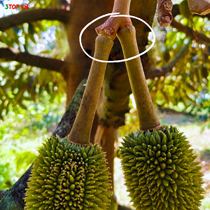 Khắc Phục Hiện Tượng Tháo Khớp Rụng Trái Non Sầu Riêng Như Thế Nào? Khắc Phục Hiện Tượng Tháo Khớp Rụng Trái Non Sầu Riêng Như Thế Nào?