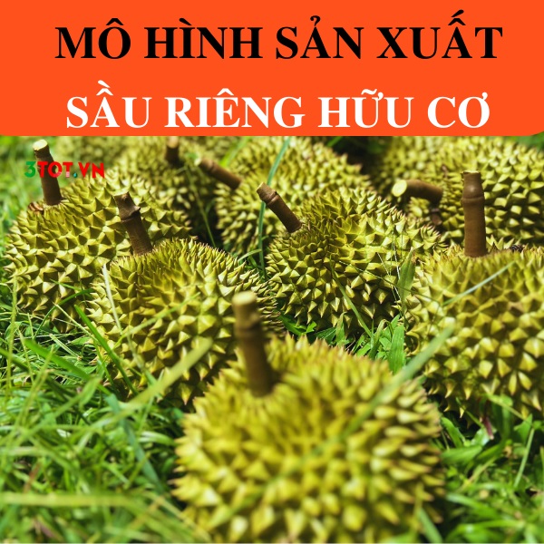 Mô Hình Sản Xuất Sầu Riêng Hữu Cơ Như Thế Nào?