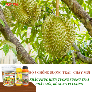 Khắc Phục Hiện Tượng Sượng Trái Trên Sầu Riêng Như Thế Nào Cho Hiệu Quả? Khắc Phục Hiện Tượng Sượng Trái Trên Sầu Riêng Như Thế Nào Cho Hiệu Quả?